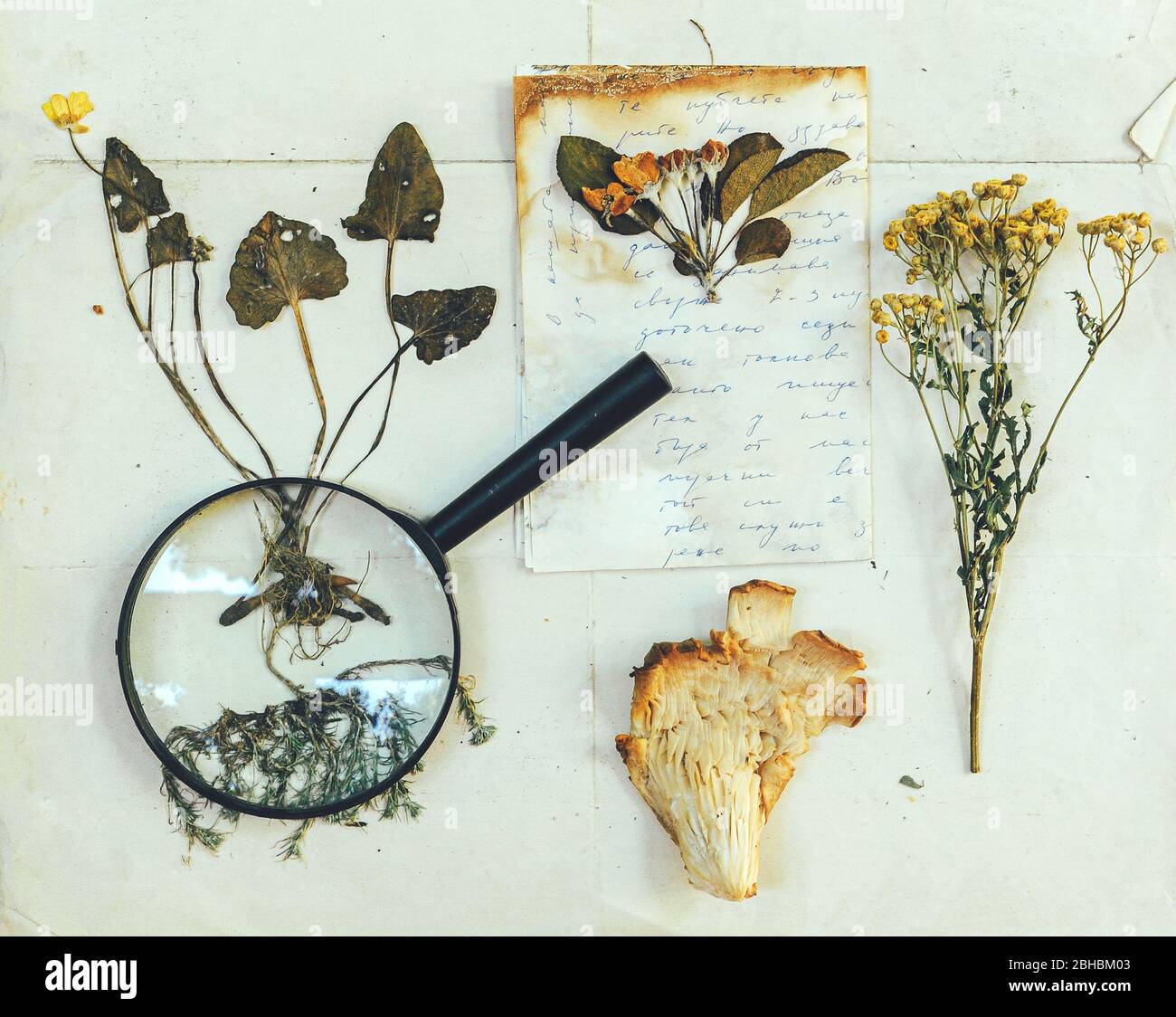Herbarium paper hires stock photography and images Alamy