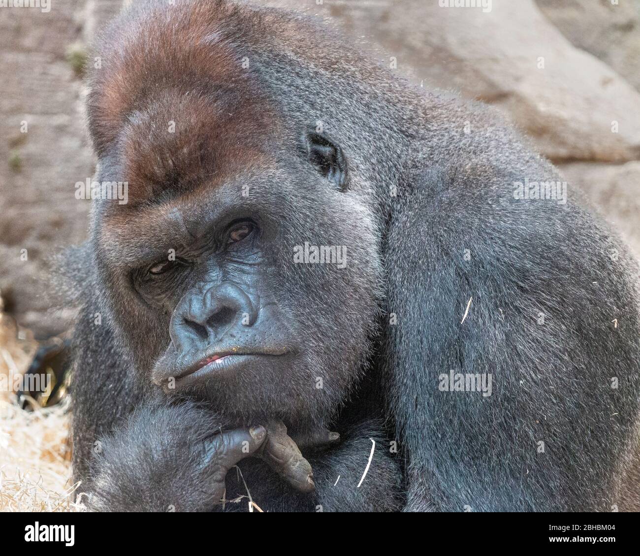 Chimpanzees in zoo of Madrid, Spain Stock Photo