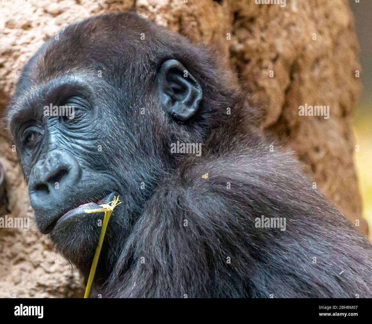 Chimpanzees in zoo of Madrid, Spain Stock Photo