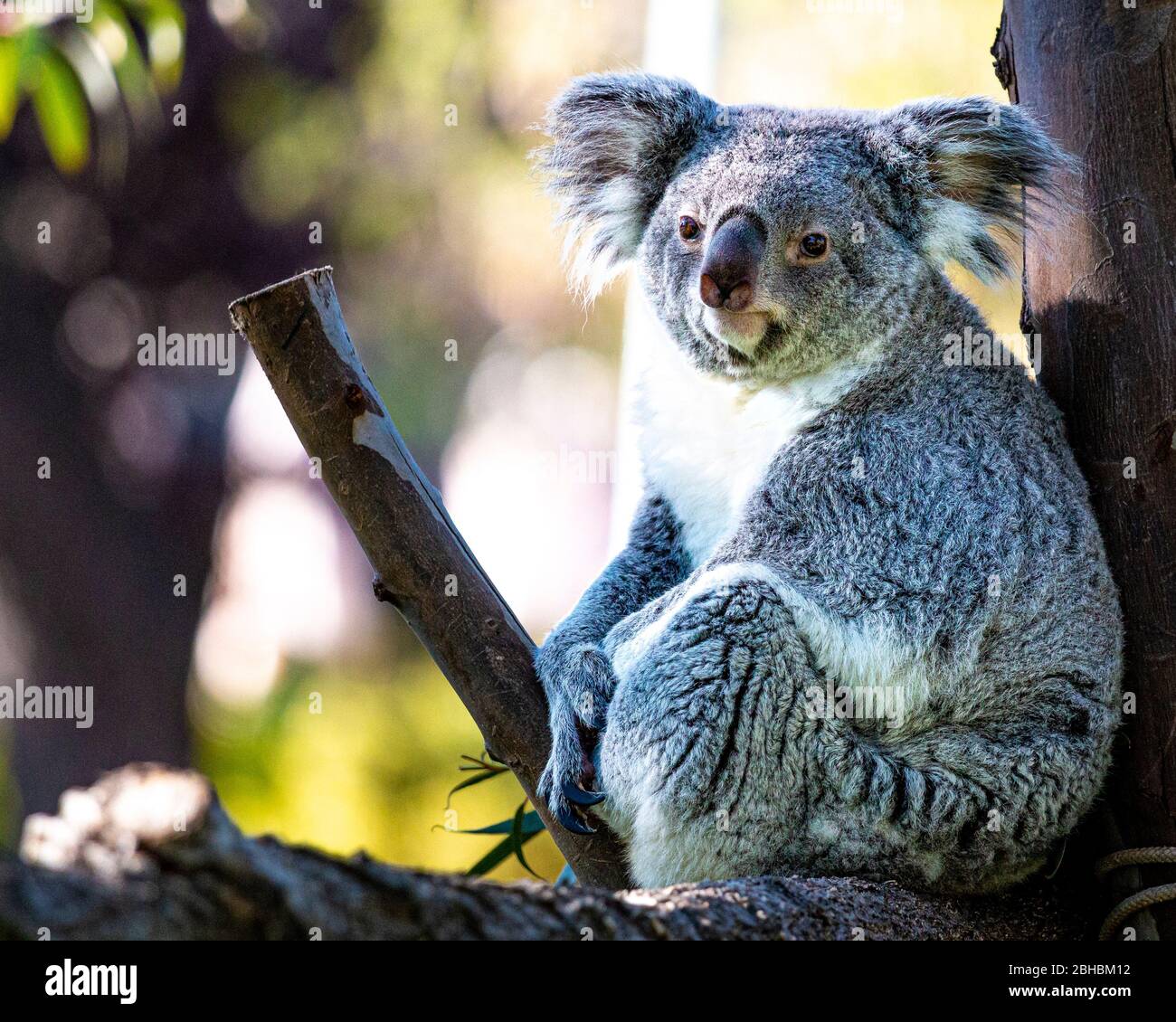 Koala in Zoo of Madrid Stock Photo