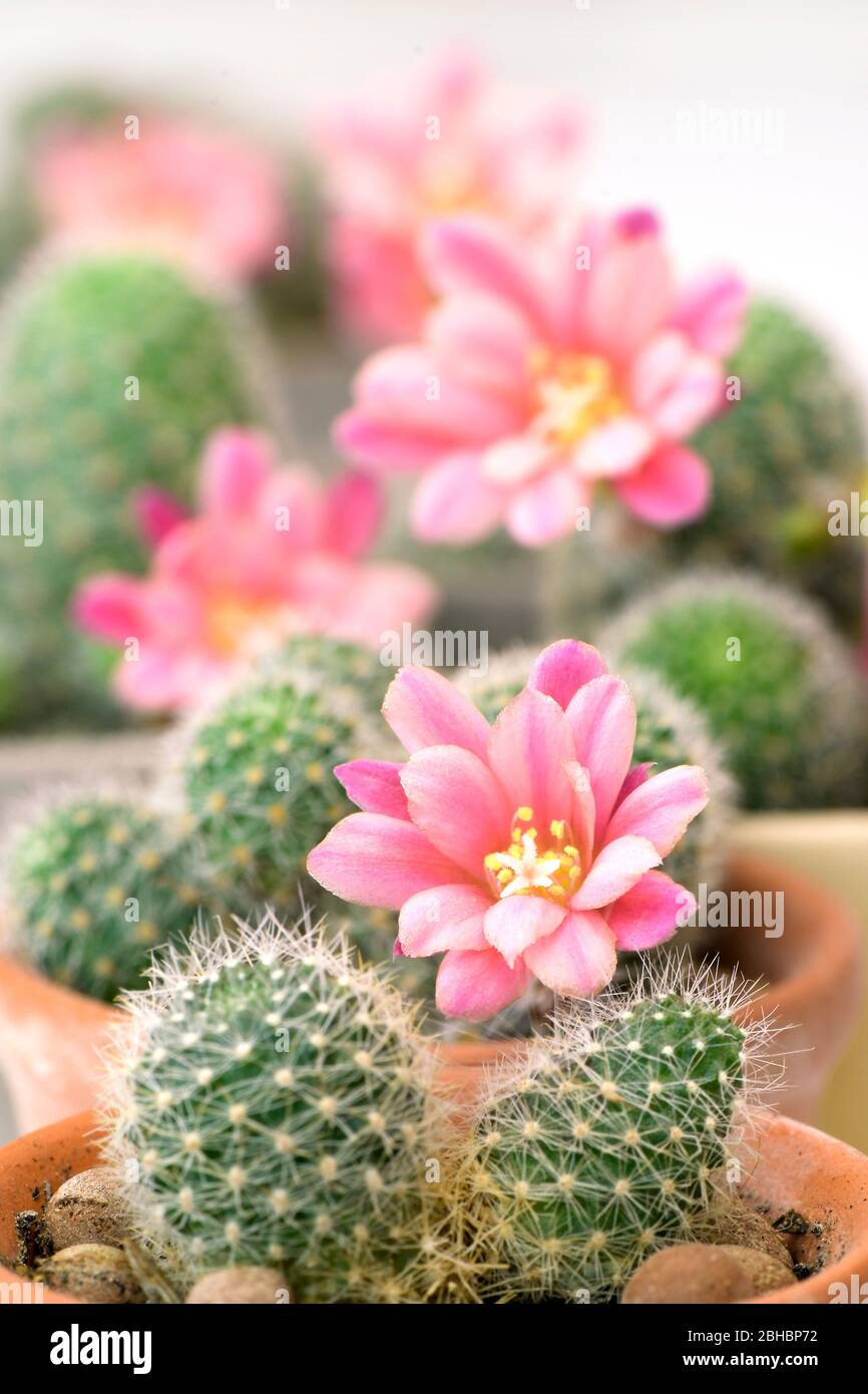 Small pot of Rebutia hoffmannii. Rebutia hoffmannii is a summer grower species that is easy to cultivate. Stock Photo