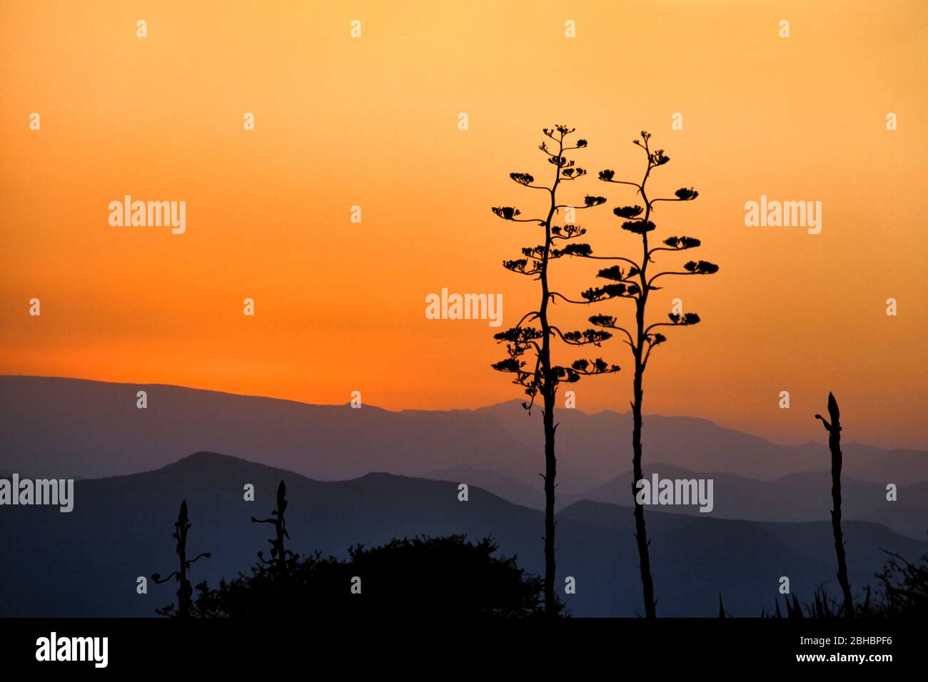 Silhouetted cactus against a sunset glow in the Sierra Gorda mountains of Queretaro, Mexico. Stock Photo