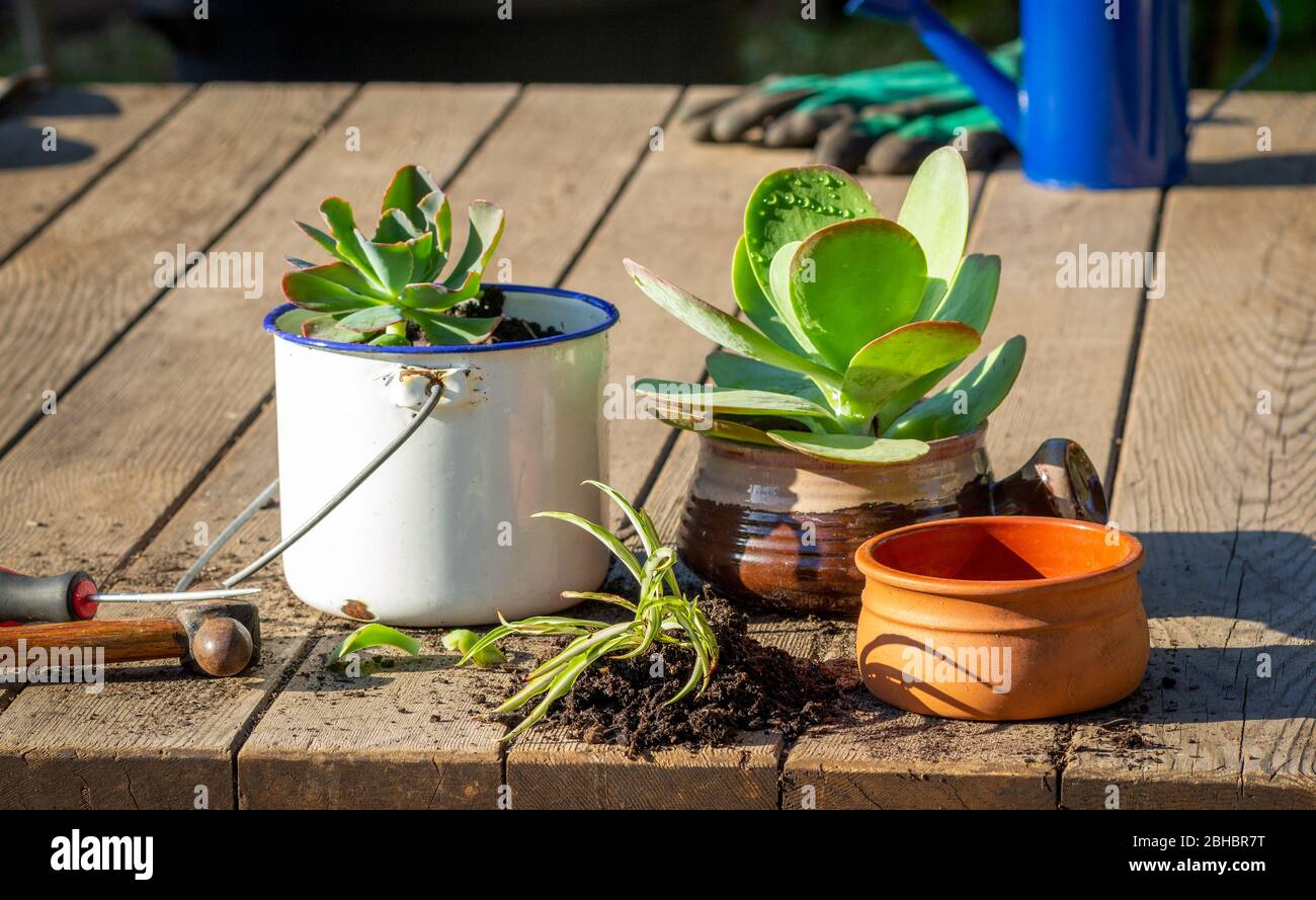 Plants being potted into reused, recycled, kitchen pots and tin cup, alternative to plastic pots