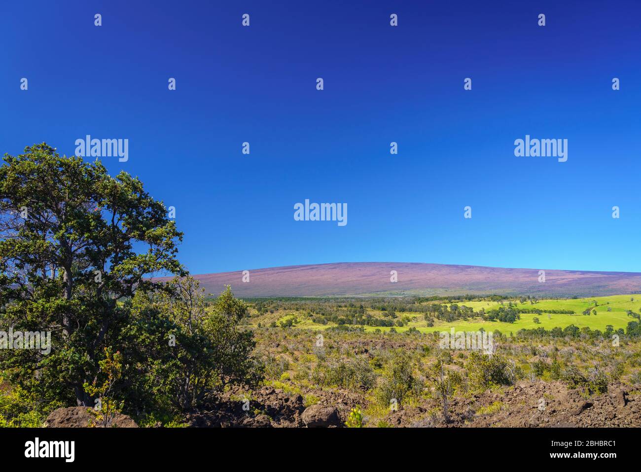 Mauna Loa, second highest mountain on Hawaii Island with ohia tree (Metrosideros polymorpha) on left. Stock Photo