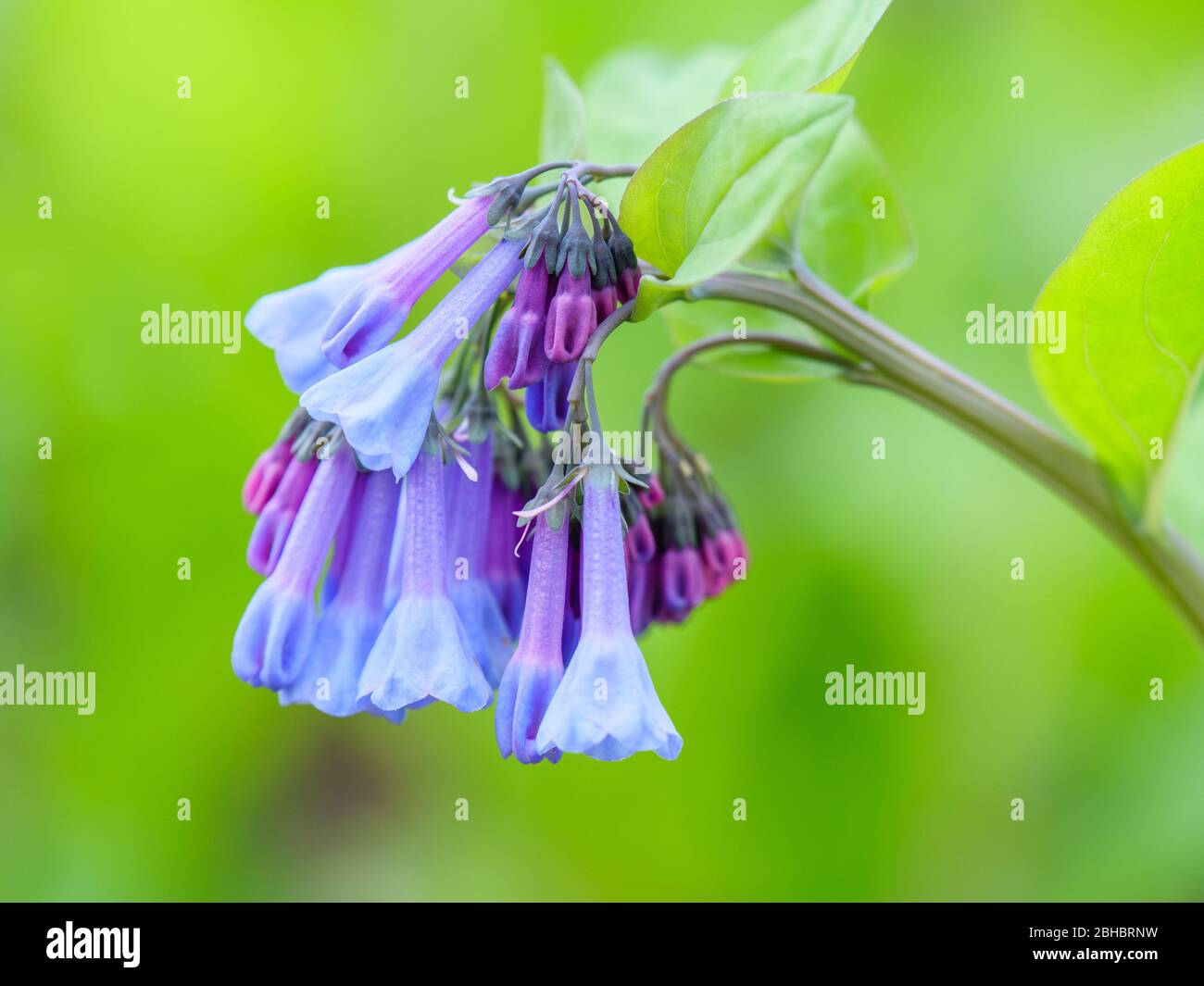 Virginia bluebells, Mertensia virginica. Stock Photo