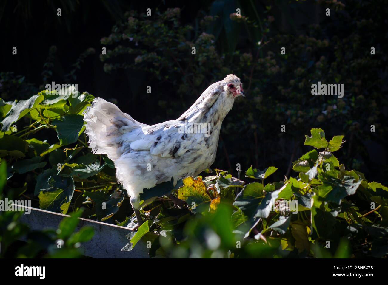 Free range cross breed hen on fence in Australian sustainable garden keeping chickens for eggs, self sufficiency at home and to save money Stock Photo
