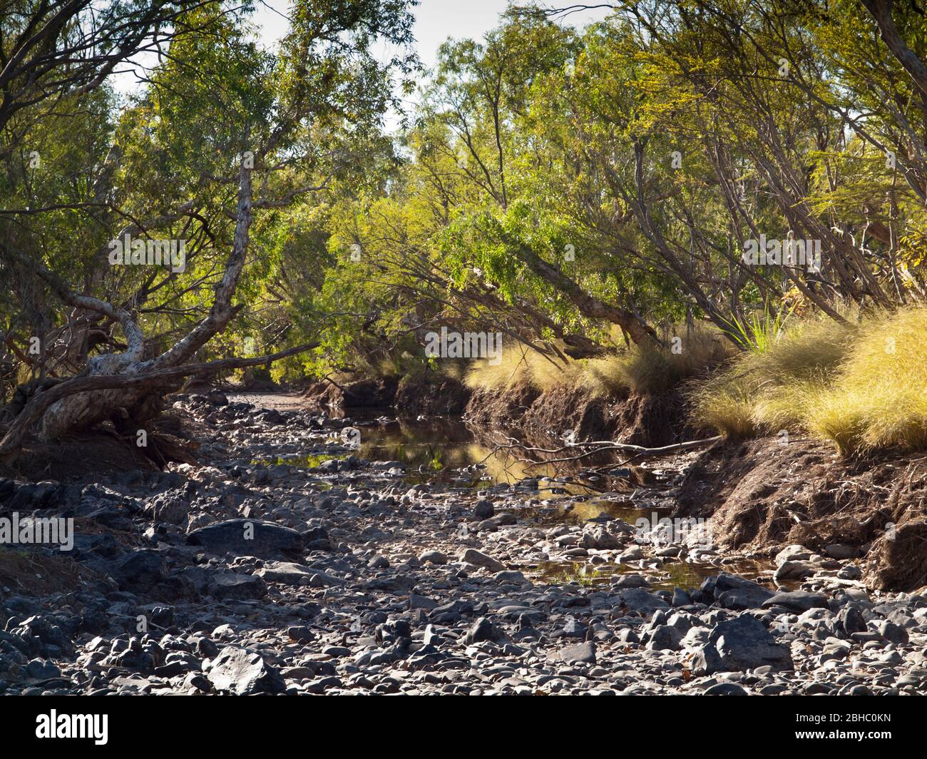 Dry season pool with paperbarks (Melaleucas sp.), Adcock River, Mornington, Kimberley, Western Australia Stock Photo