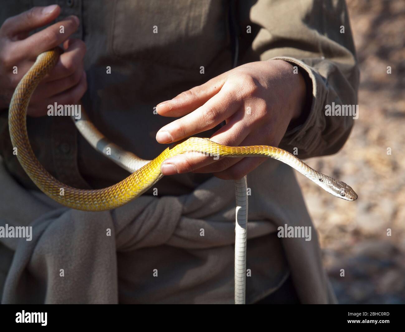 Green Tree Snake (Dendrelaphis punctulata) in golden form, Mornington, Kimberley, Western Australia Stock Photo