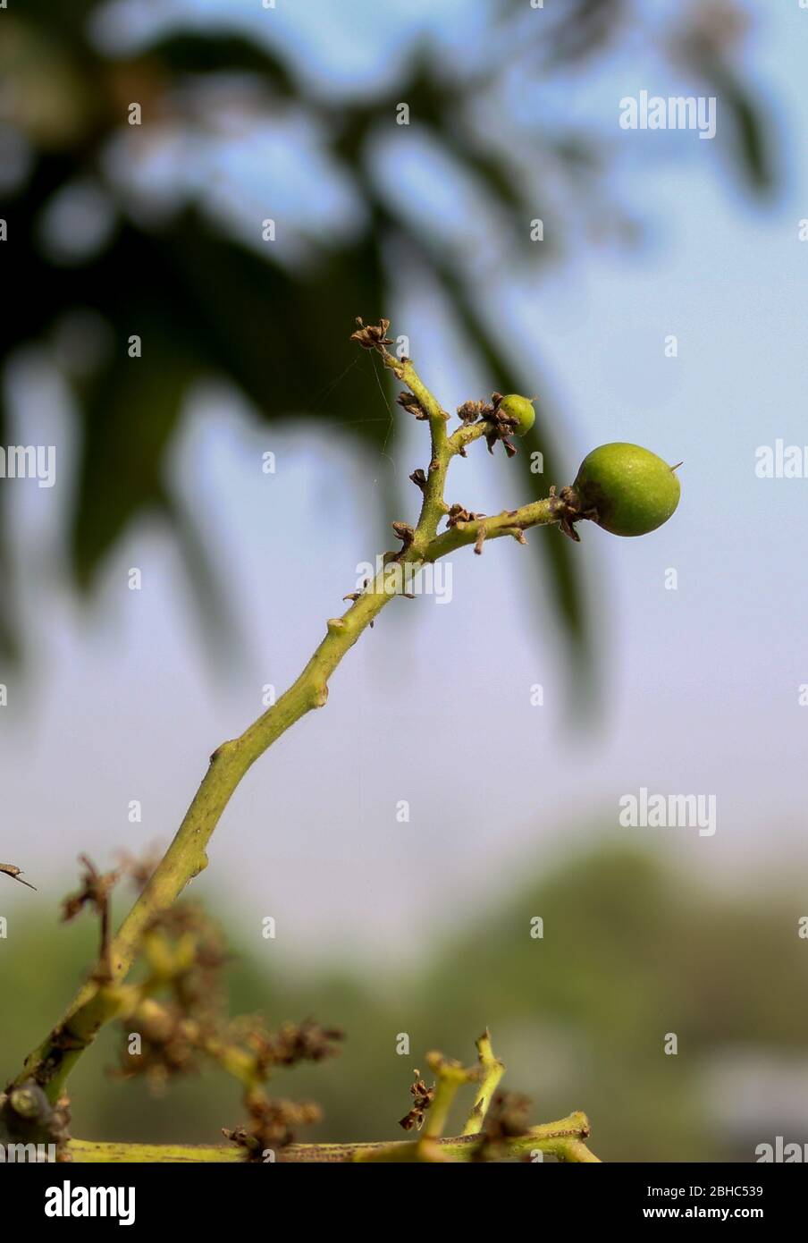 Little Mango Growing on the tree. Mangifera indica, commonly known as mango, is a species of flowering plant in the sumac and poison ivy family Anacar Stock Photo