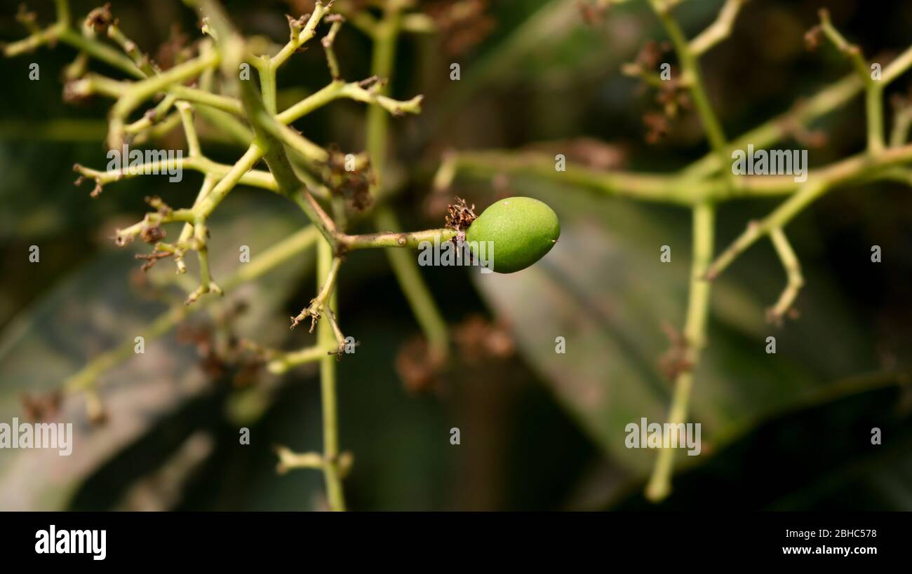 Little Mango Growing on the tree. Mangifera indica, commonly known as