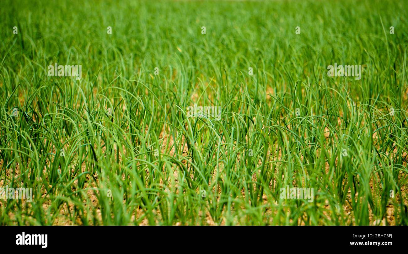 Onion Seed Field in Bangladesh. Green onion cultivation. Green onion