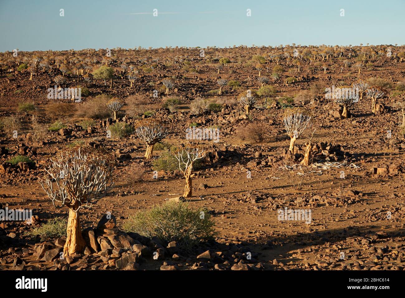 Kokerboom or Quiver Trees (Aloe dichotoma), Mesosaurus Fossil Camp, near Keetmanshoop, Namibia, Africa Stock Photo