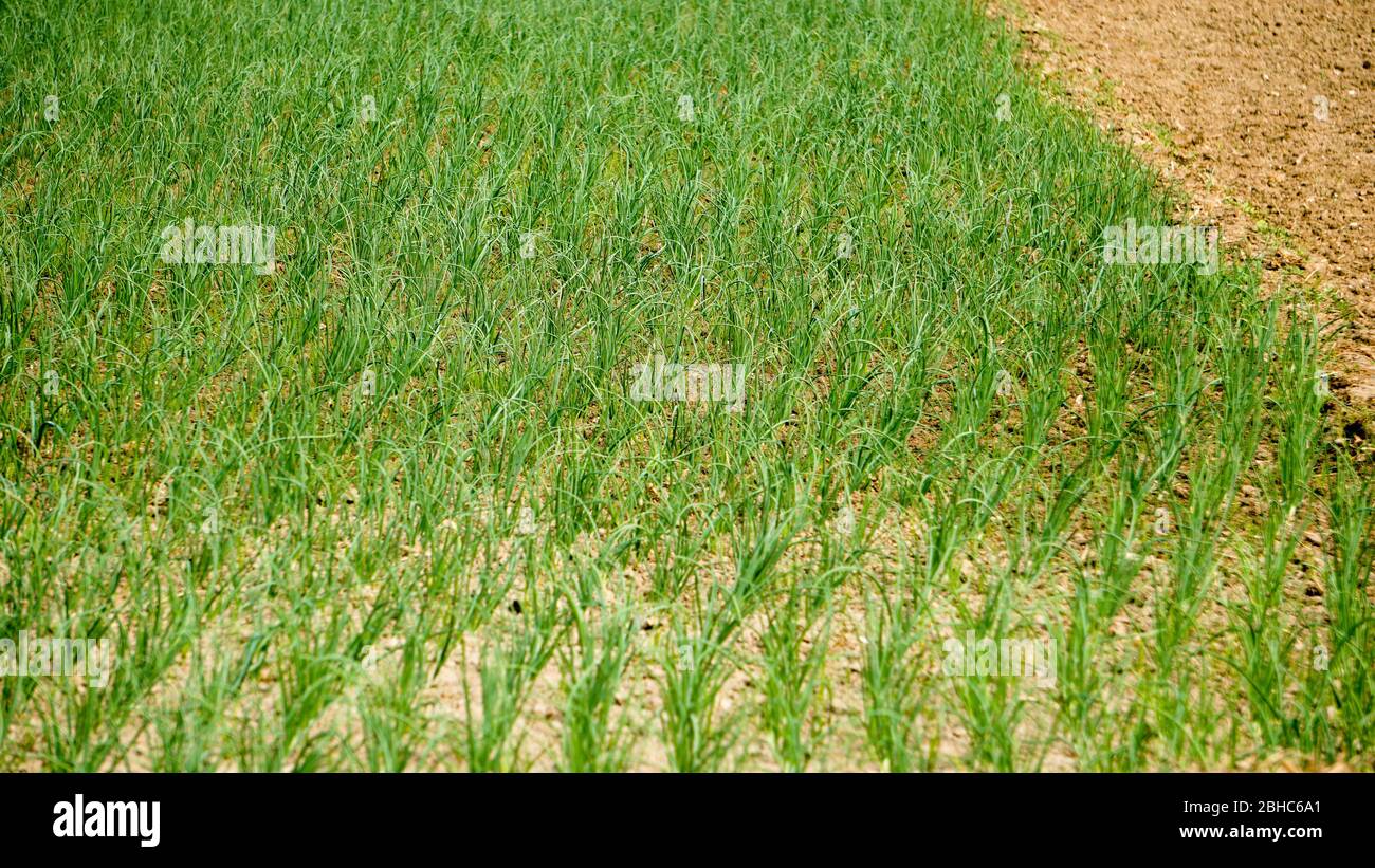 Onion Seed Field in Bangladesh. Green onion cultivation. Green onion