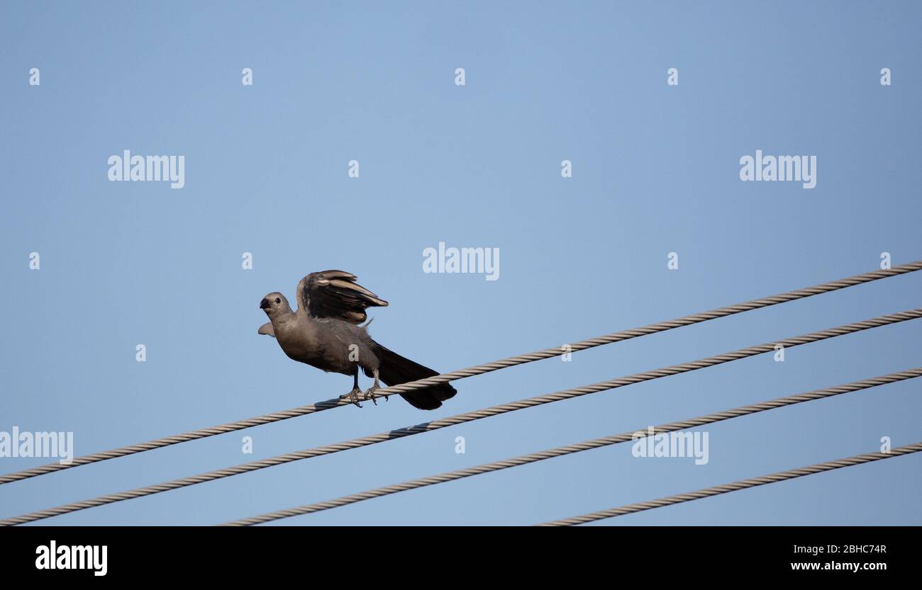 Go away bird Stock Photo Alamy