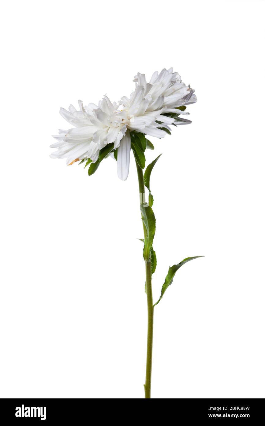 white chinese aster isolated on white background Stock Photo