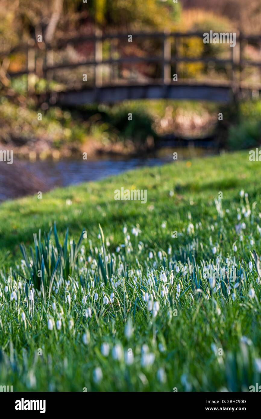Snowdrops at Hever Castle in Kent Stock Photo