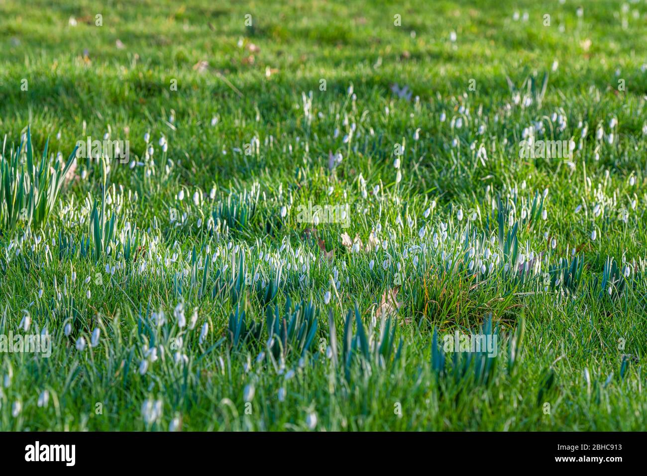Snowdrops at Hever Castle in Kent Stock Photo