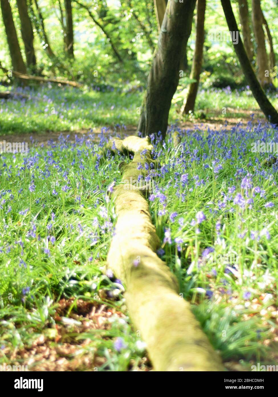 Cornwall countryside woods hi-res stock photography and images - Alamy