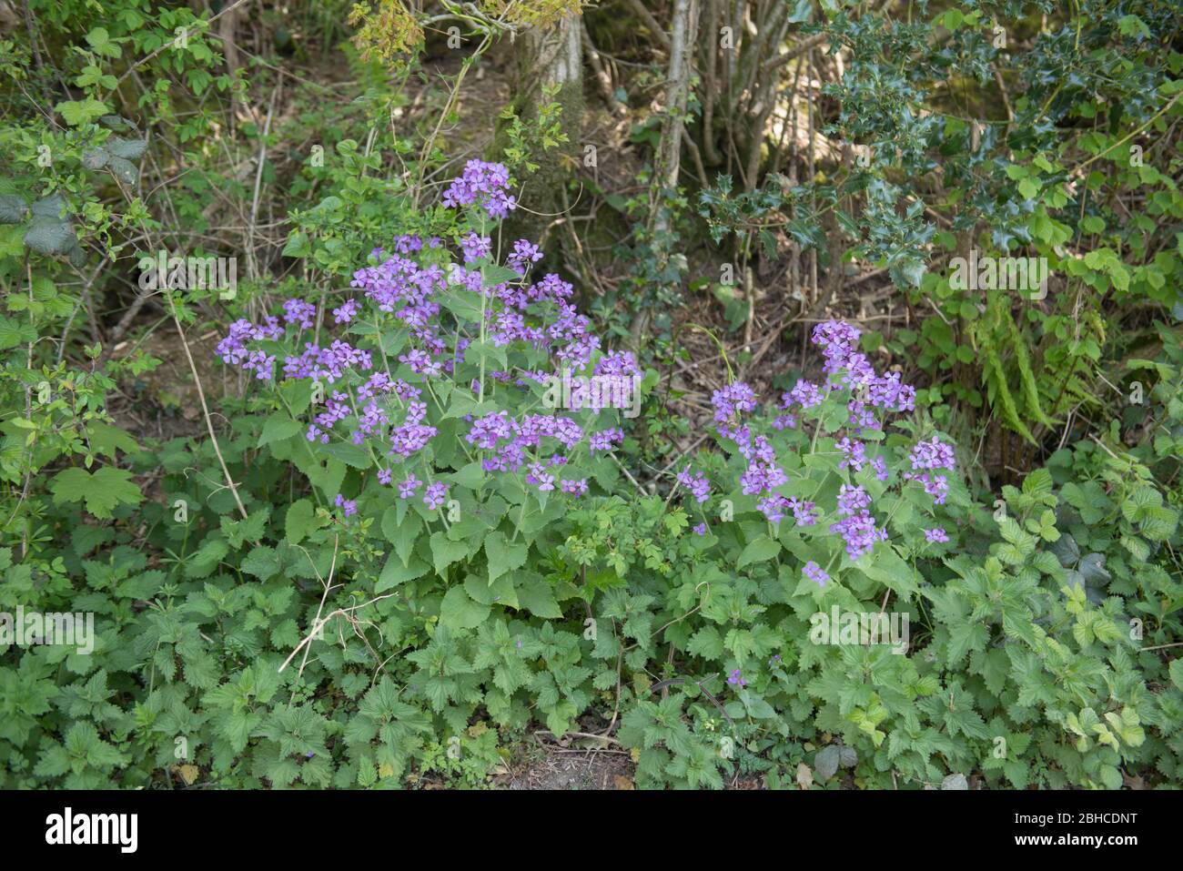 Spring Flowering Honesty or Moneywort Wild Flower (Lunaria annua) Growing on a Roadside Verge in Rural Devon, England, UK Stock Photo