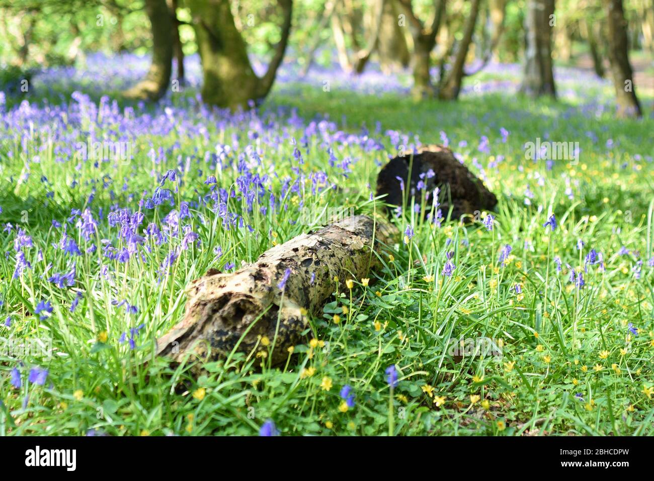 Bluebells and fallen log in Unity Woods, Cornwall Stock Photo