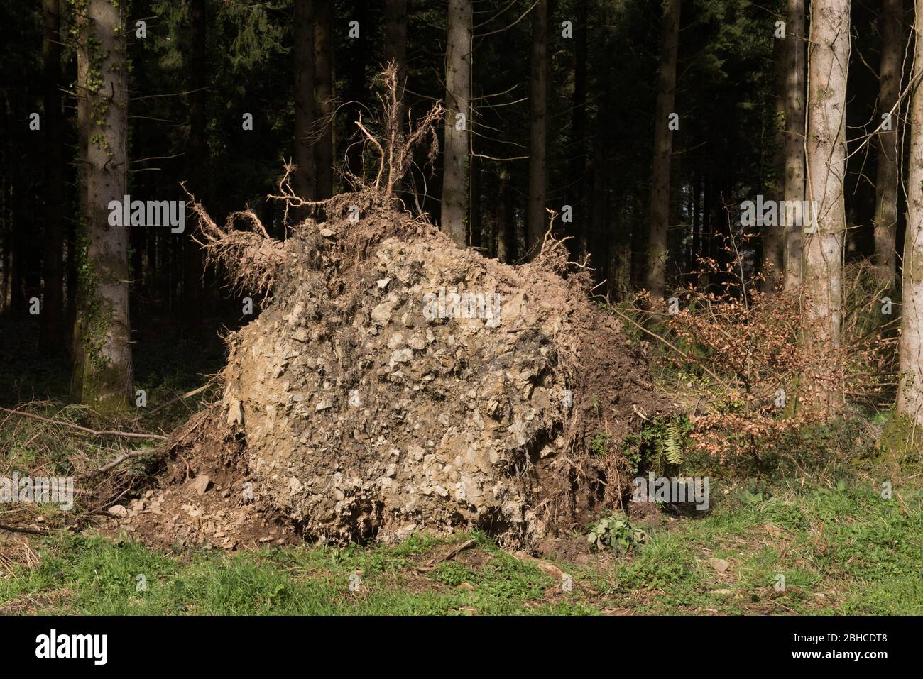 Uprooted Evergreen Douglas Fir Tree (Pseudotsuga menziesii) in a Forest in Rural Devon, England, UK Stock Photo