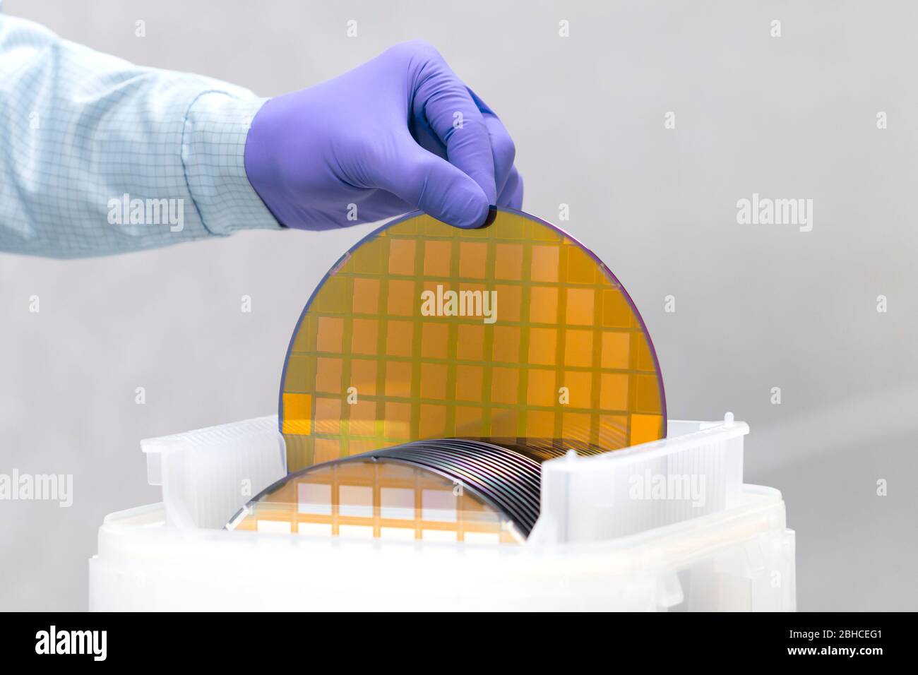 One of many gold silicon Wafer with semiconductors in plastic white storage box takes out by hand in gloves inside clean room. Stock Photo