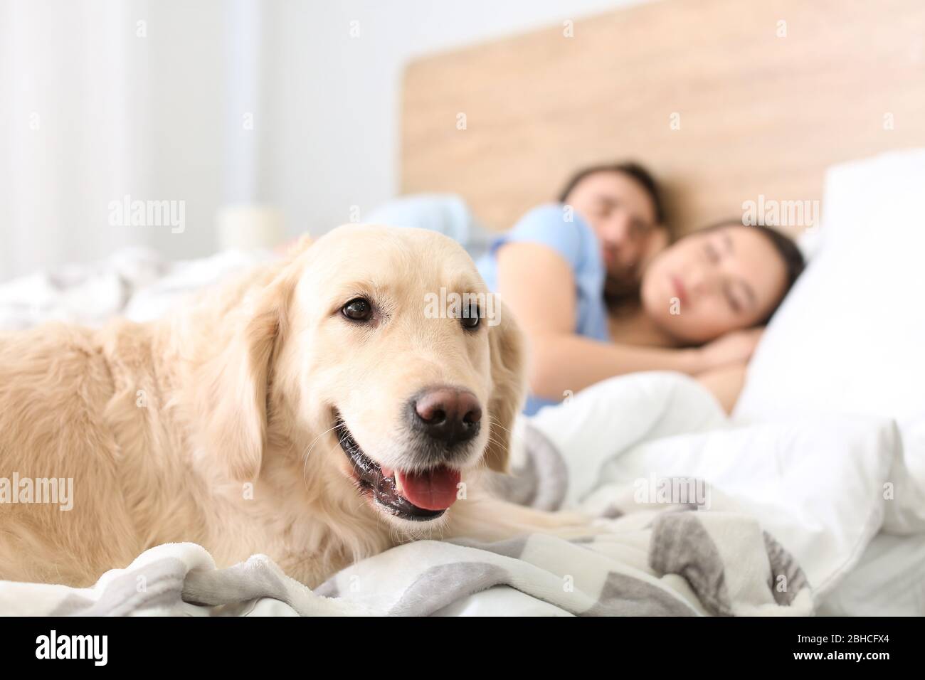 Dog with sleeping family in bed at home Stock Photo Alamy