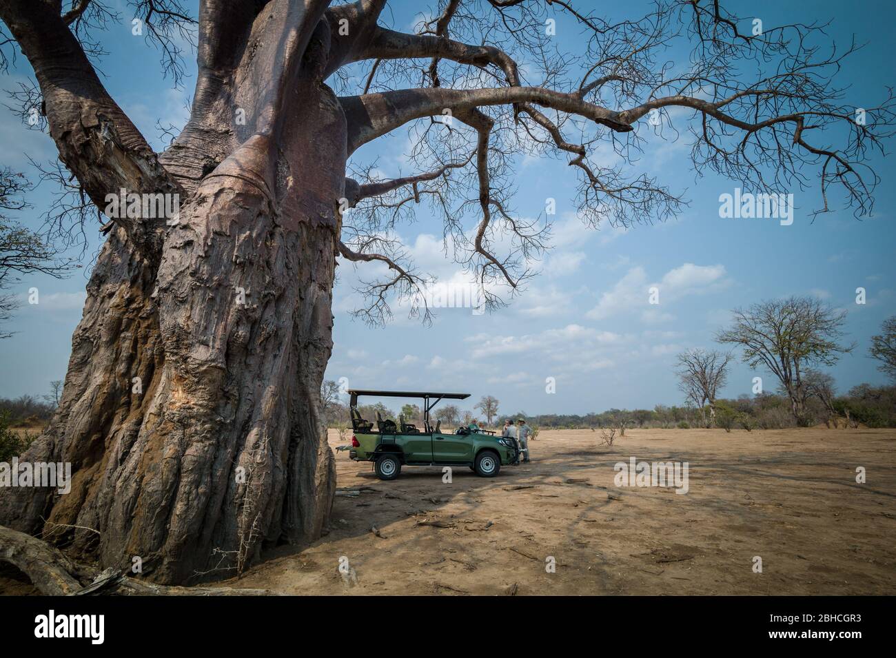 A baobab tree, Adansonia digitata, makes shade for the tea break on game drive on safari in Chikwenya, safari concession, Mana Pools, Zimbabwe. Stock Photo