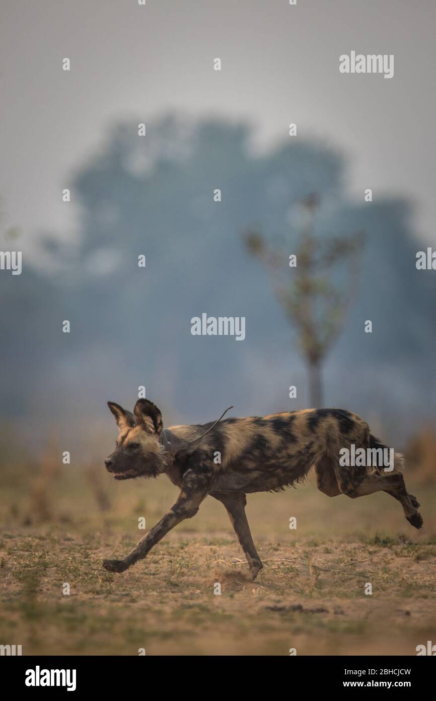 Wild dogs, Lycaon pictus, patrol the Zambezi floodplain, Chikwenya, safari concession, Mana Pools National Park, Mashonaland West Province, Zimbabwe. Stock Photo