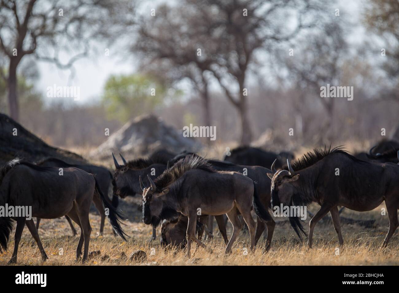 Savanna landscapes of Hwange National Park, Matabeleland North Province, Zimbabwe, provide habitat for blue wildebeest, Connochaetas taurinus. Stock Photo