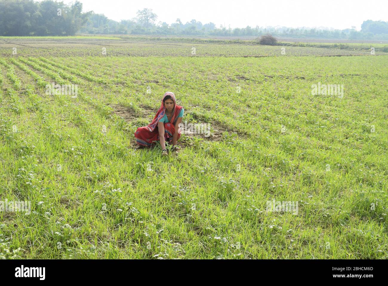 Indian woman farmer working in his field. India Stock Photo - Alamy