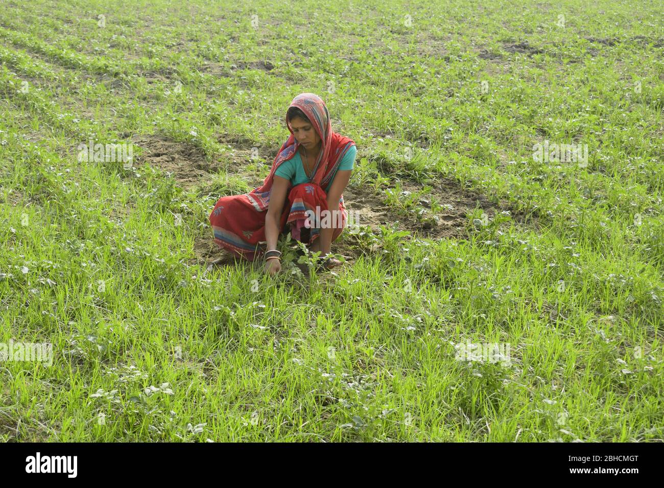 Indian woman farmer working in his field. India Stock Photo - Alamy