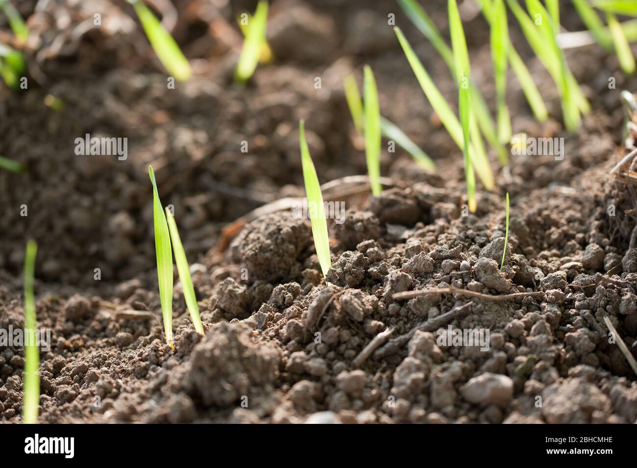 spring crops Stock Photo Alamy