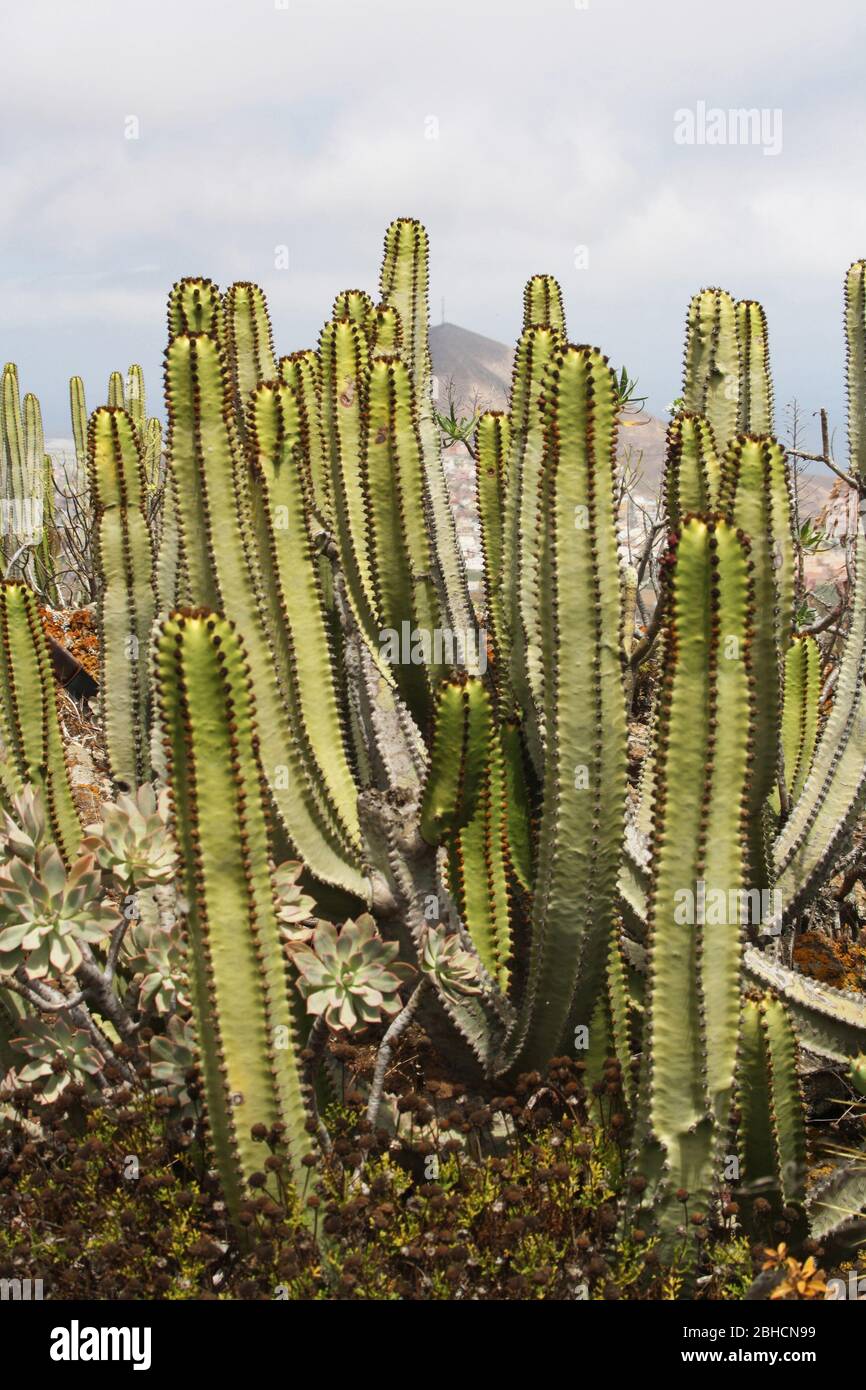 Kanaren wolfsmilch hires stock photography and images Alamy