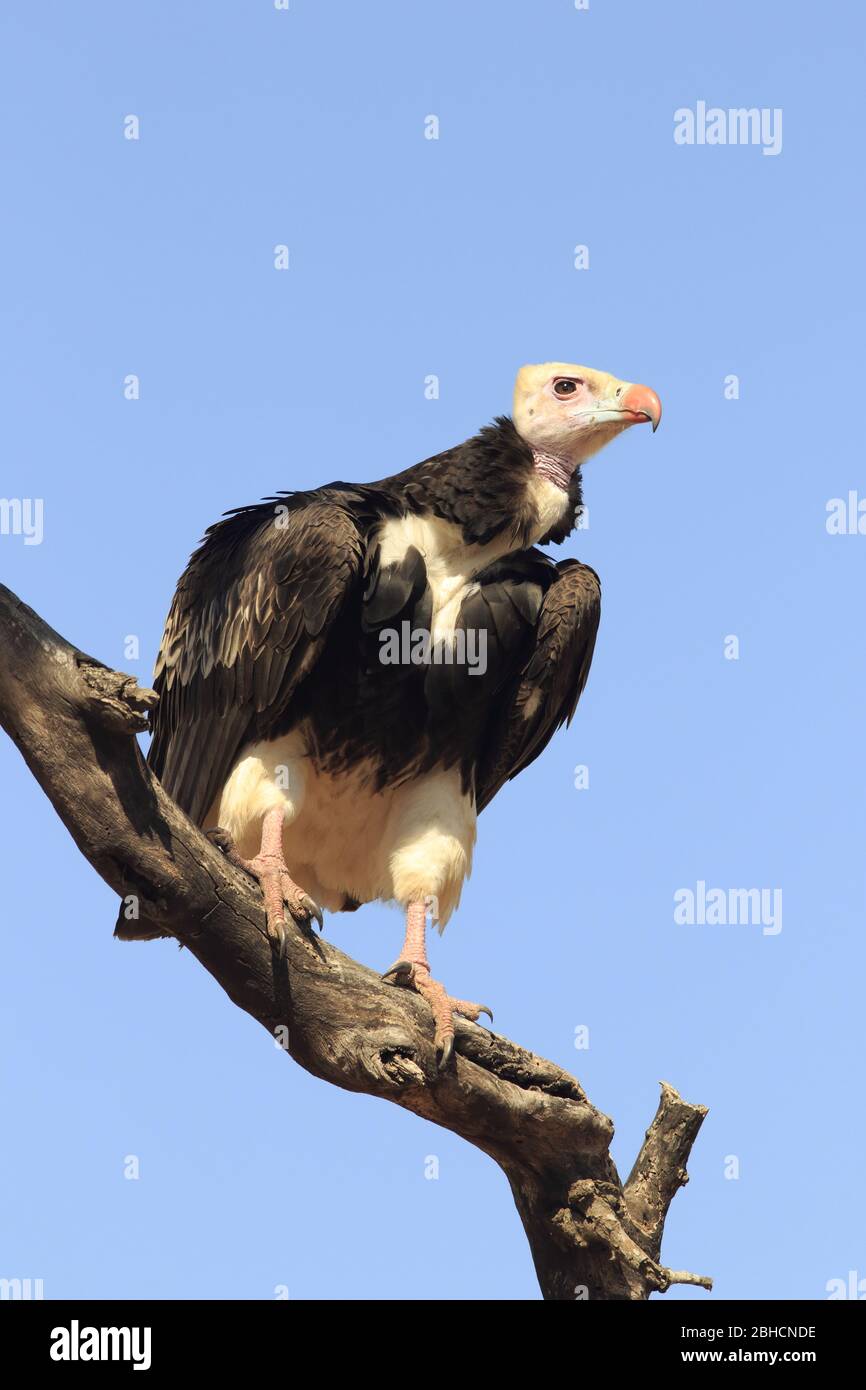 White headed vulture in kruger national park Stock Photo