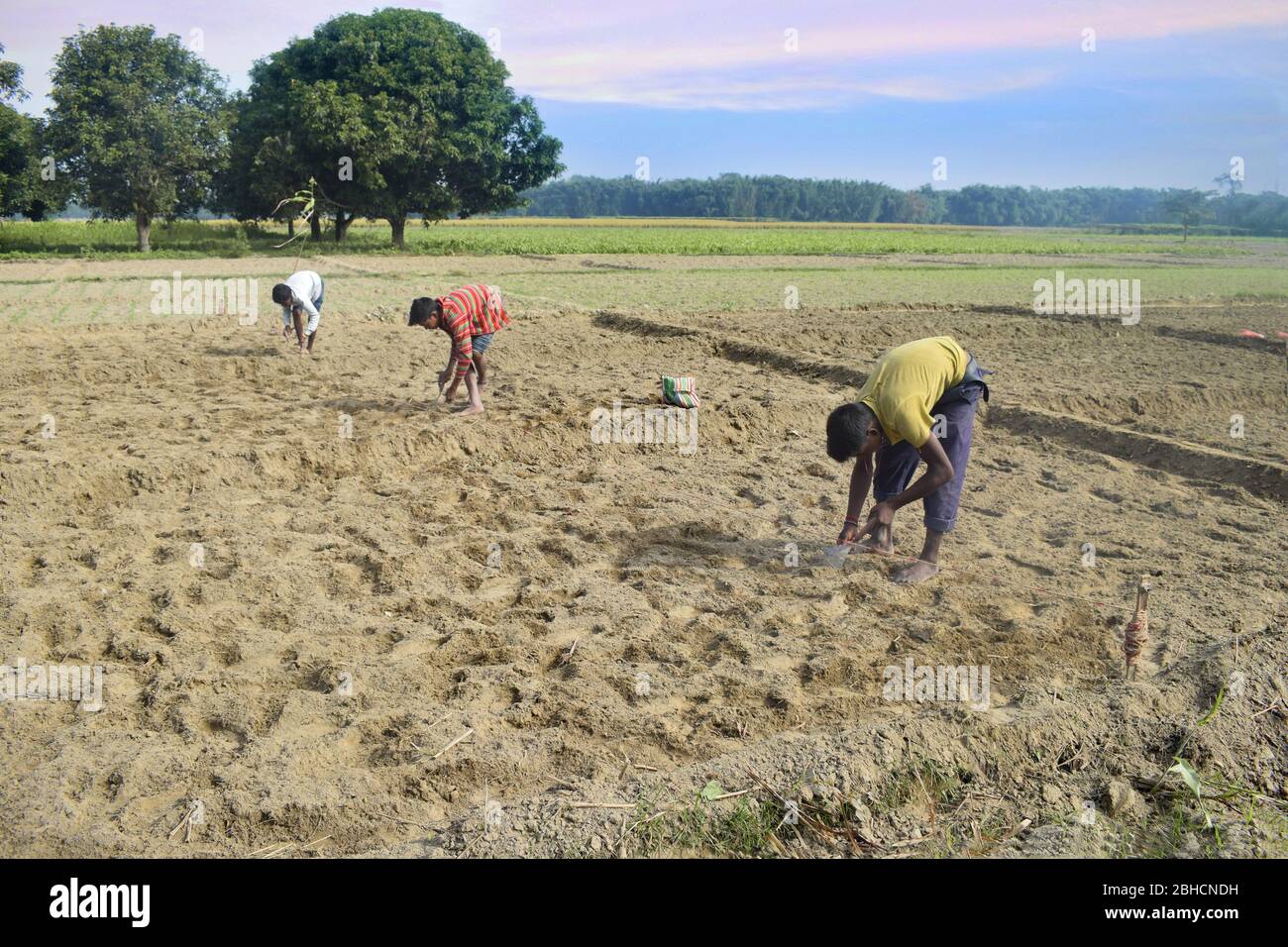 indian farmer working in his field. India Stock Photo - Alamy