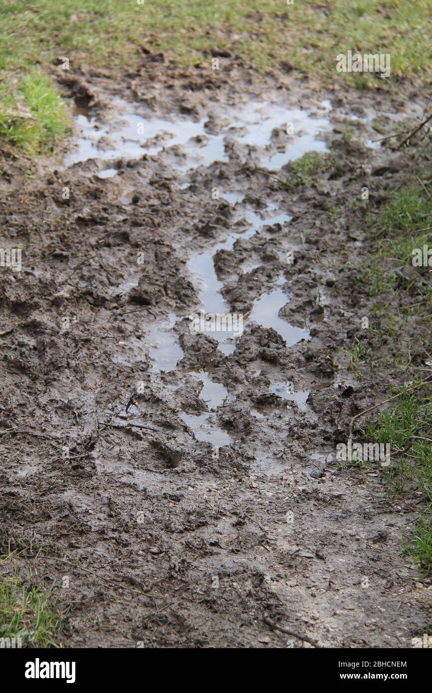 An Area of Wet Sticky Mud at a Grass Field Entrance. Stock Photo