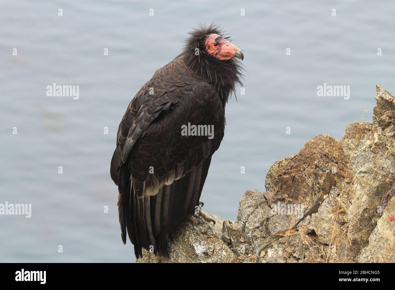California condor, Big sur California Stock Photo