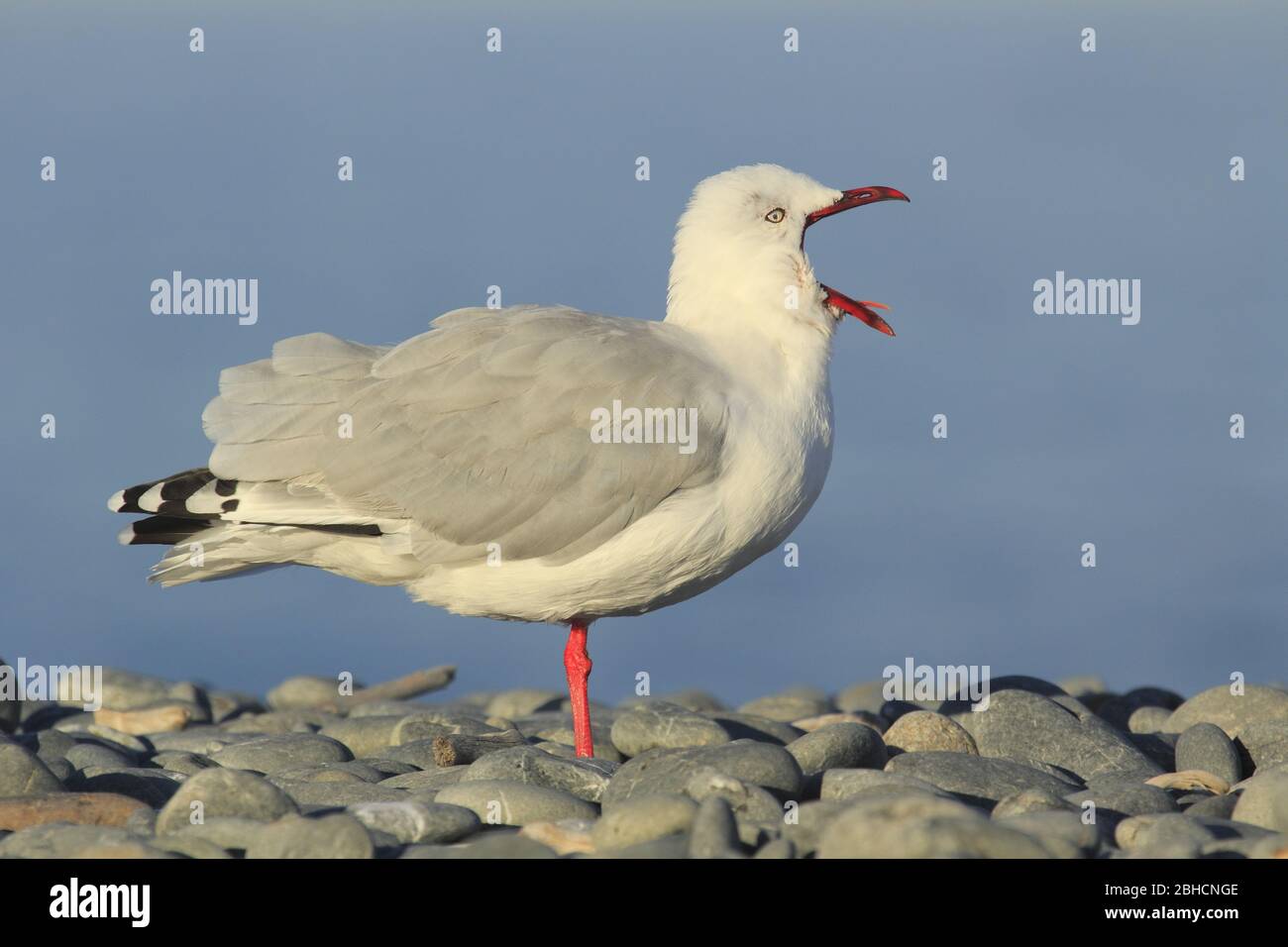 Silver Gull in new Zealand Stock Photo