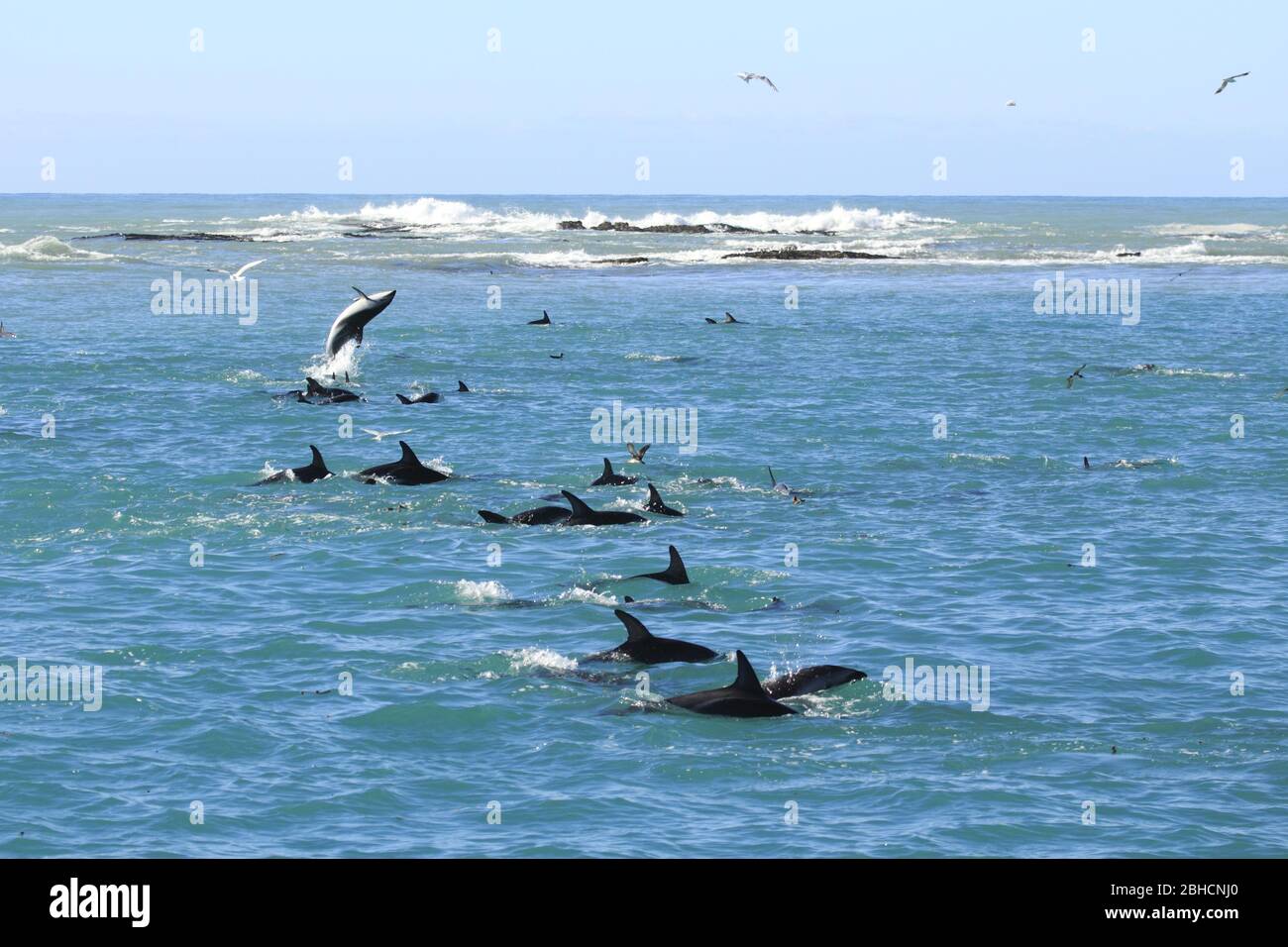 Dusky Dolphins in New zealand,kaikoura Stock Photo