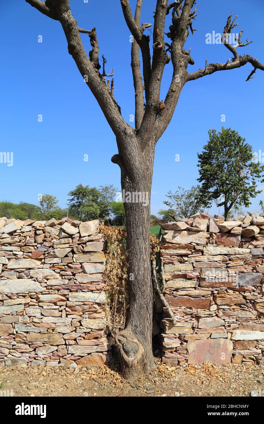 Dry or cut tree Stock Photo