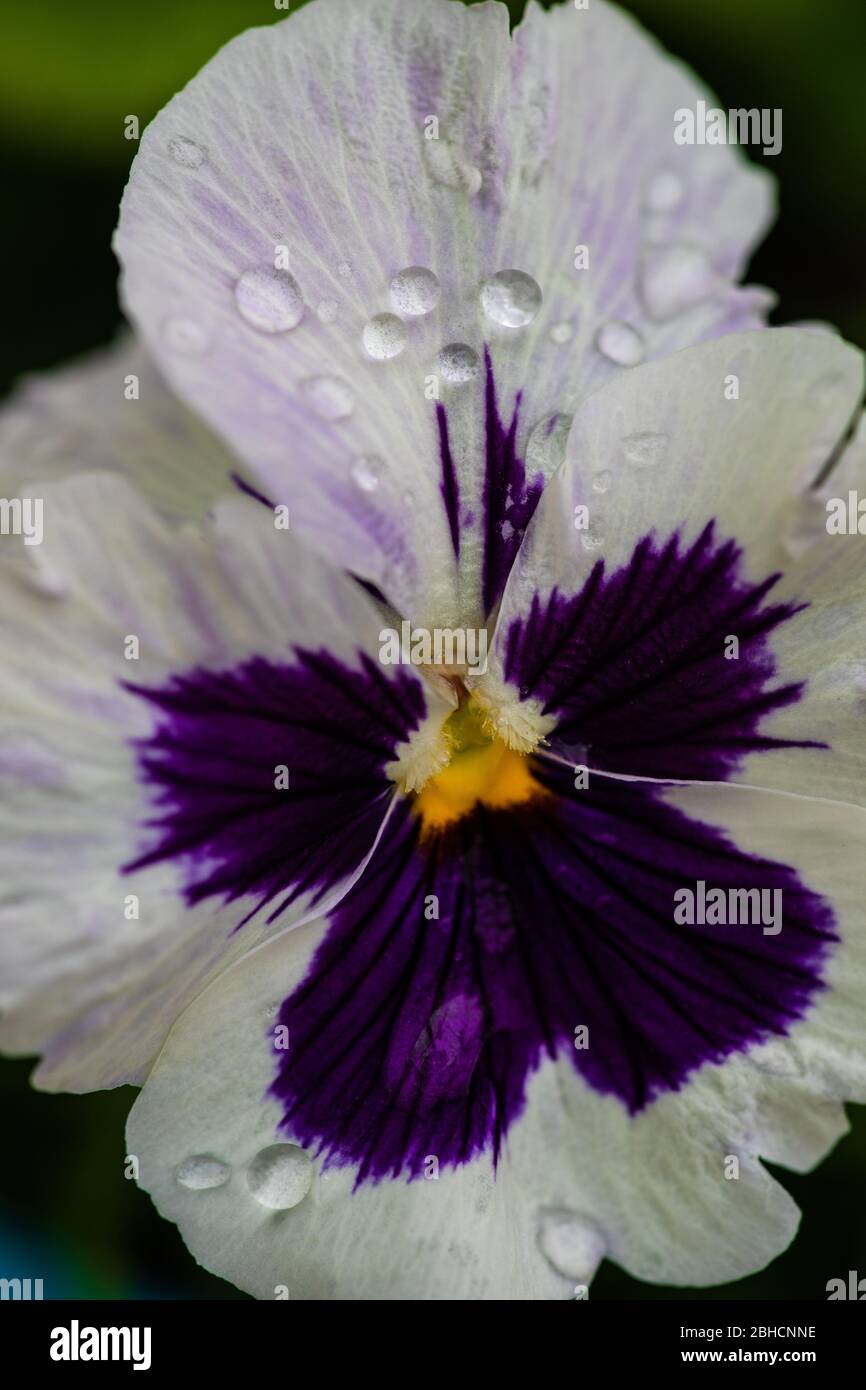 Closeup of tricolor viola flowers in the garden as a natural background for card concept Stock Photo