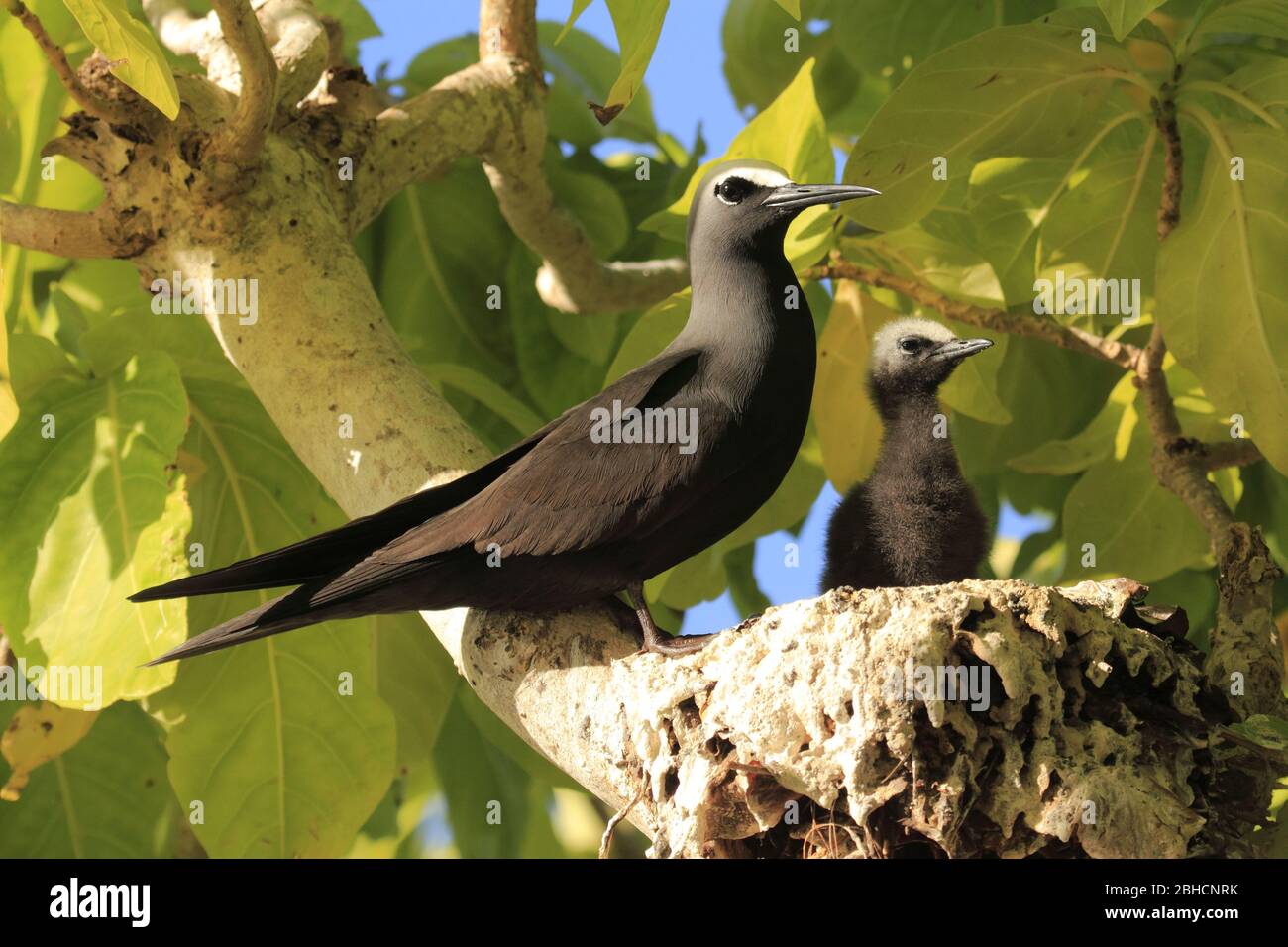Black noddy in the nest Stock Photo