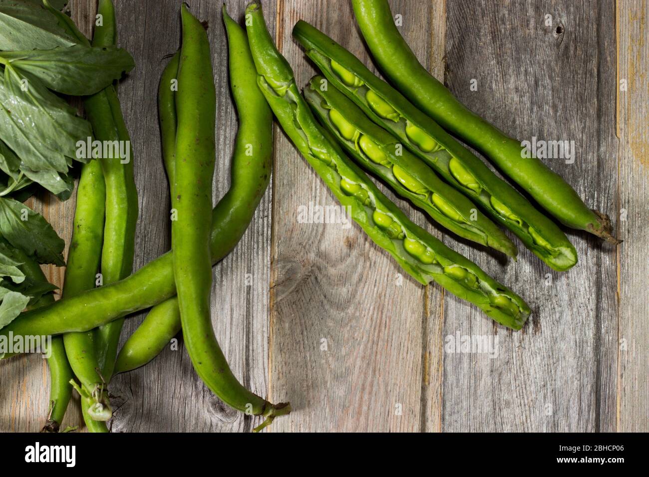 Fresh bean pods. The broad bean is a species of flowering plant in the Fabaceae family of peas and beans. In young plants the outer seed coat can be e Stock Photo