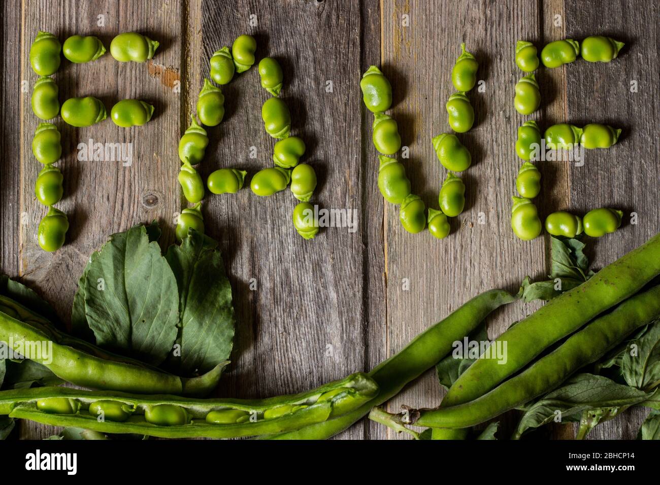 Fresh bean pods. The broad bean is a species of flowering plant in the Fabaceae family of peas