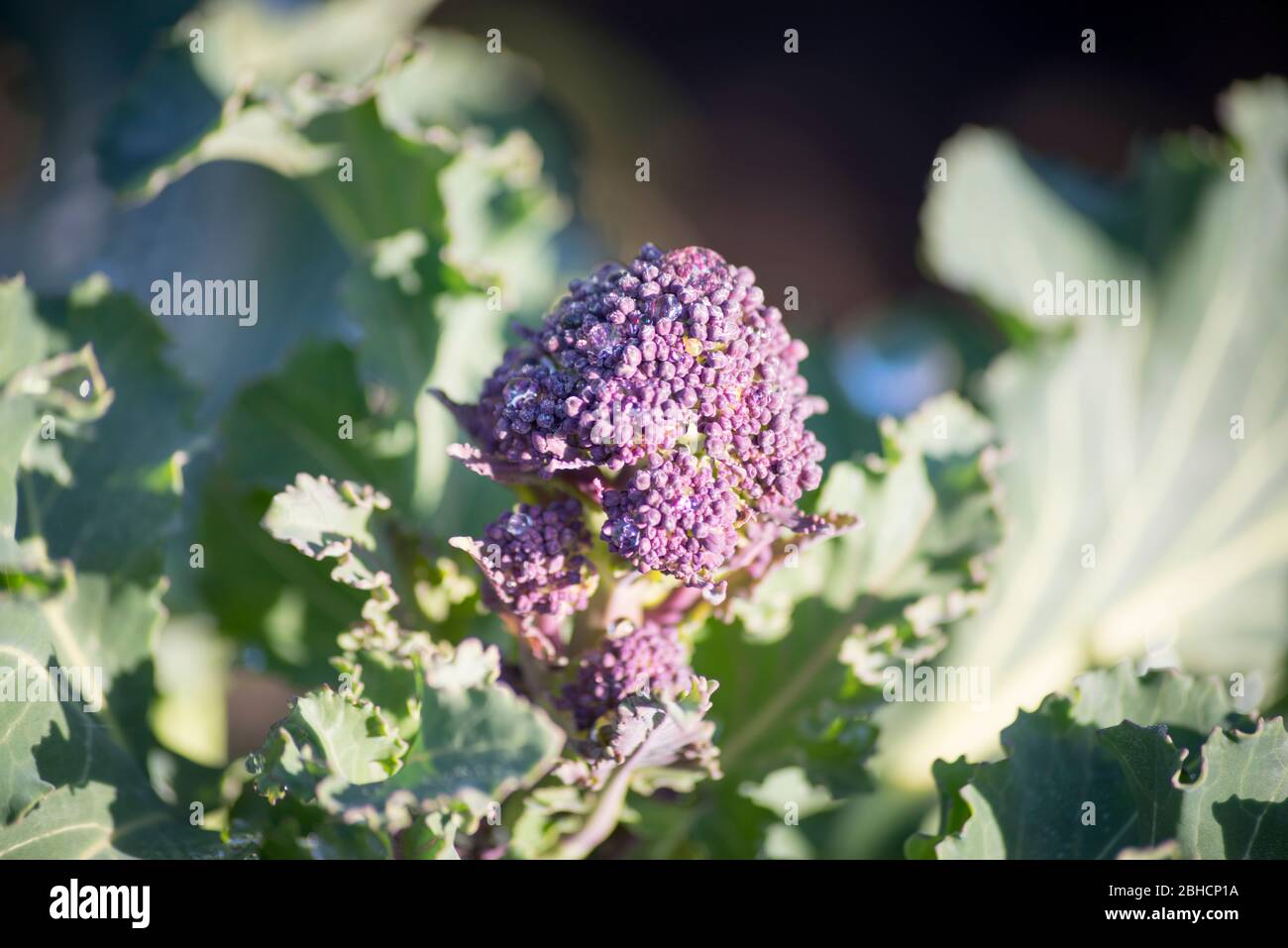 Purple sprouting broccoli head Stock Photo