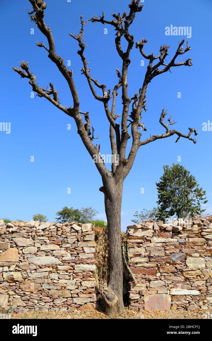Dry or cut tree Stock Photo Alamy