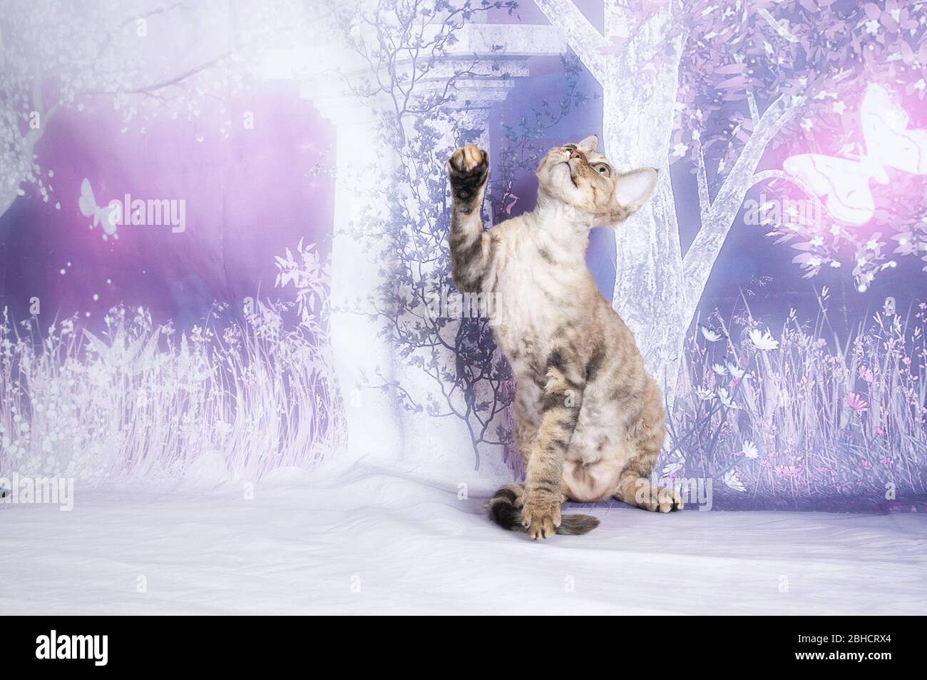 cat show on background full of color Stock Photo