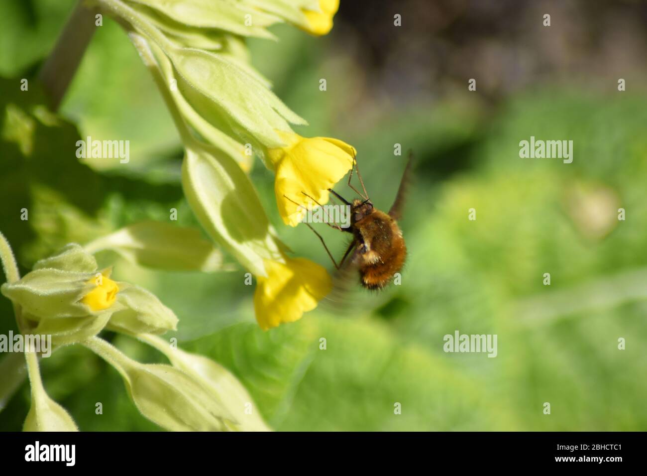 bee-fly on flowers Stock Photo