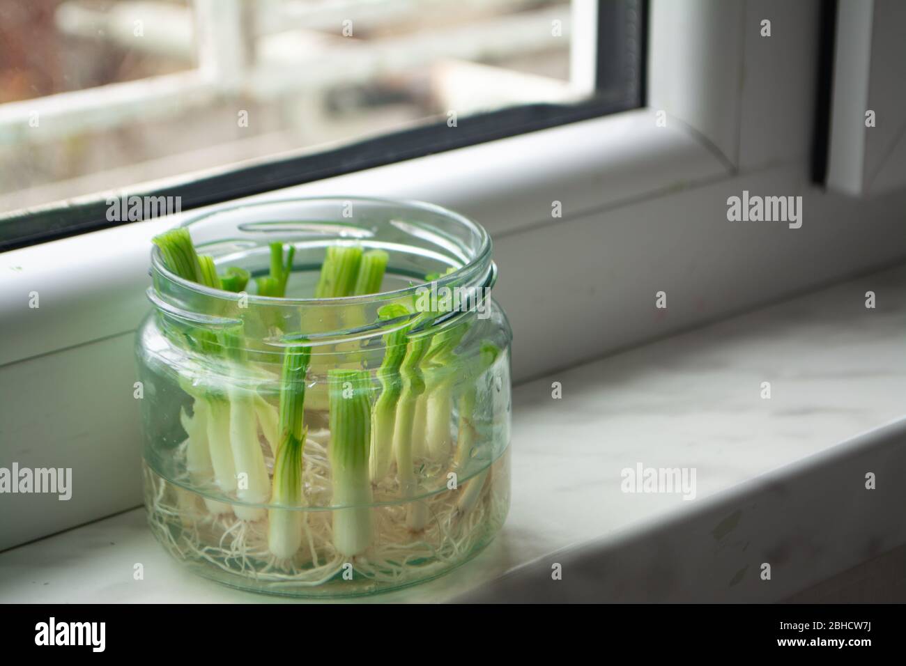 Growing green onions scallions from scraps by propagating in water in a